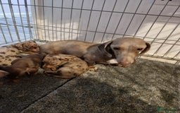 Dachshund dogs for sale: Adorable Dachshunds - Image 7
