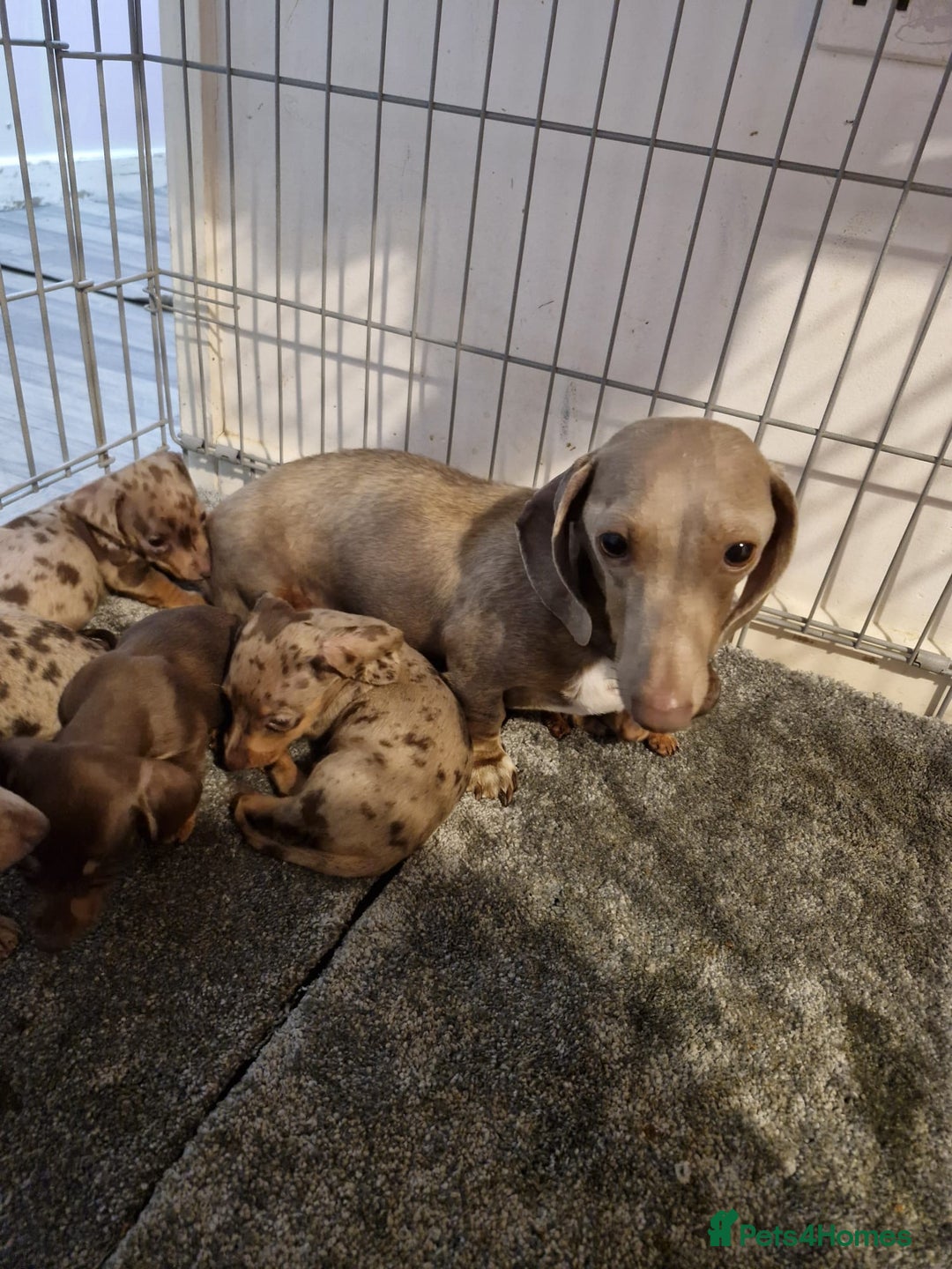 Dachshund dogs for sale: Adorable Dachshunds - Image 7