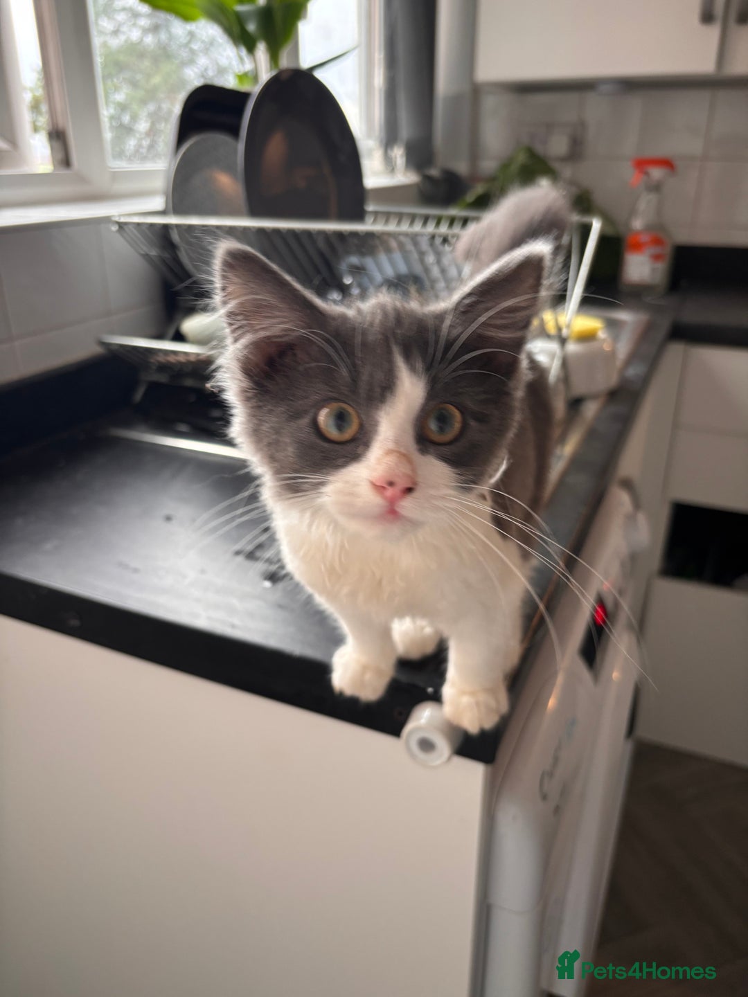 Mixed Breed cats for sale: Kitten  - Advert 3
