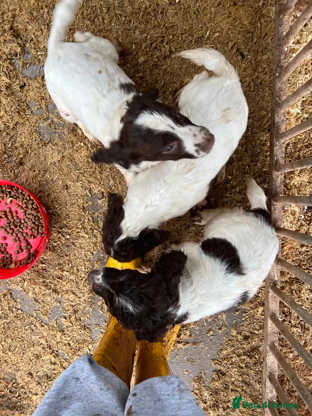 English Springer Spaniel dogs for sale: Working Springer spaniel pups - Advert 7