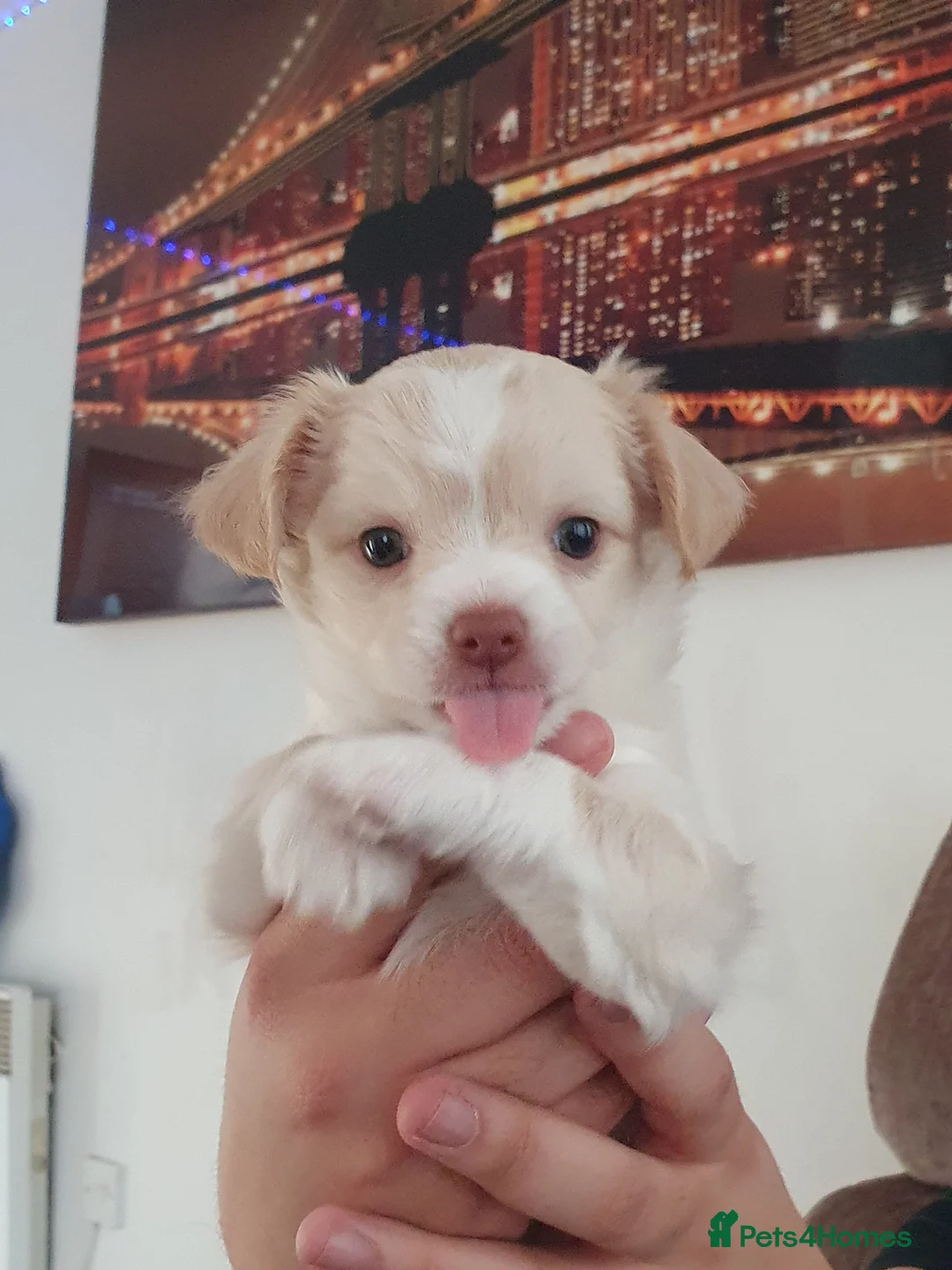 Chihuahua dogs for sale: Chihuauha puppies 🐶  - Advert 4