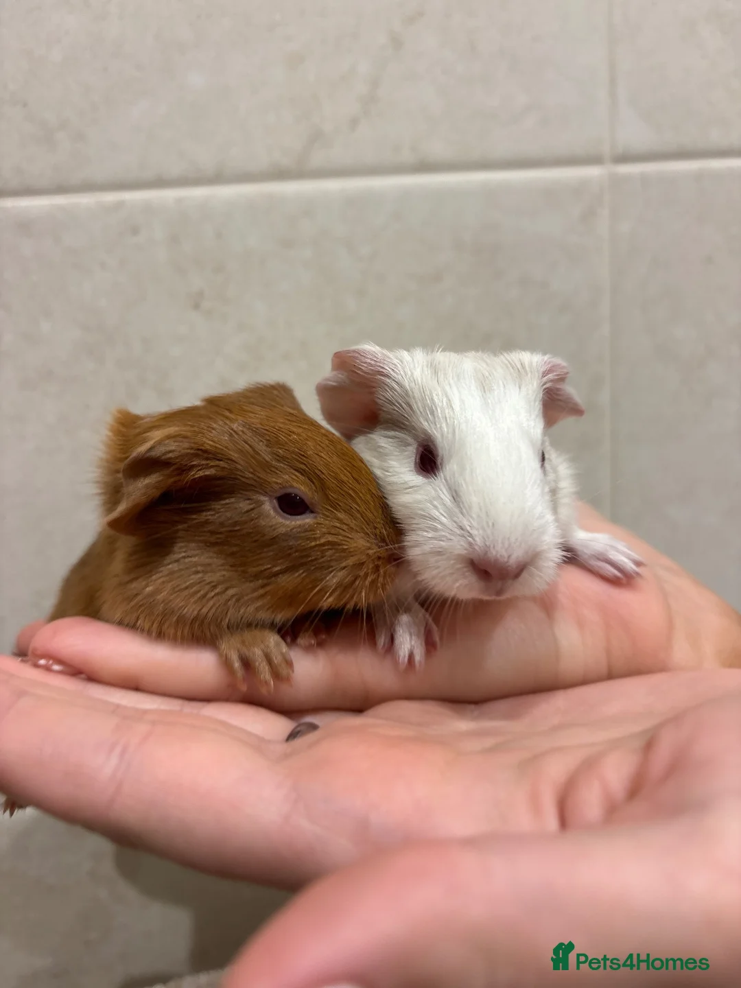 Guinea Pig rodents for sale: Pair of boy guinea pigs  - Advert 1