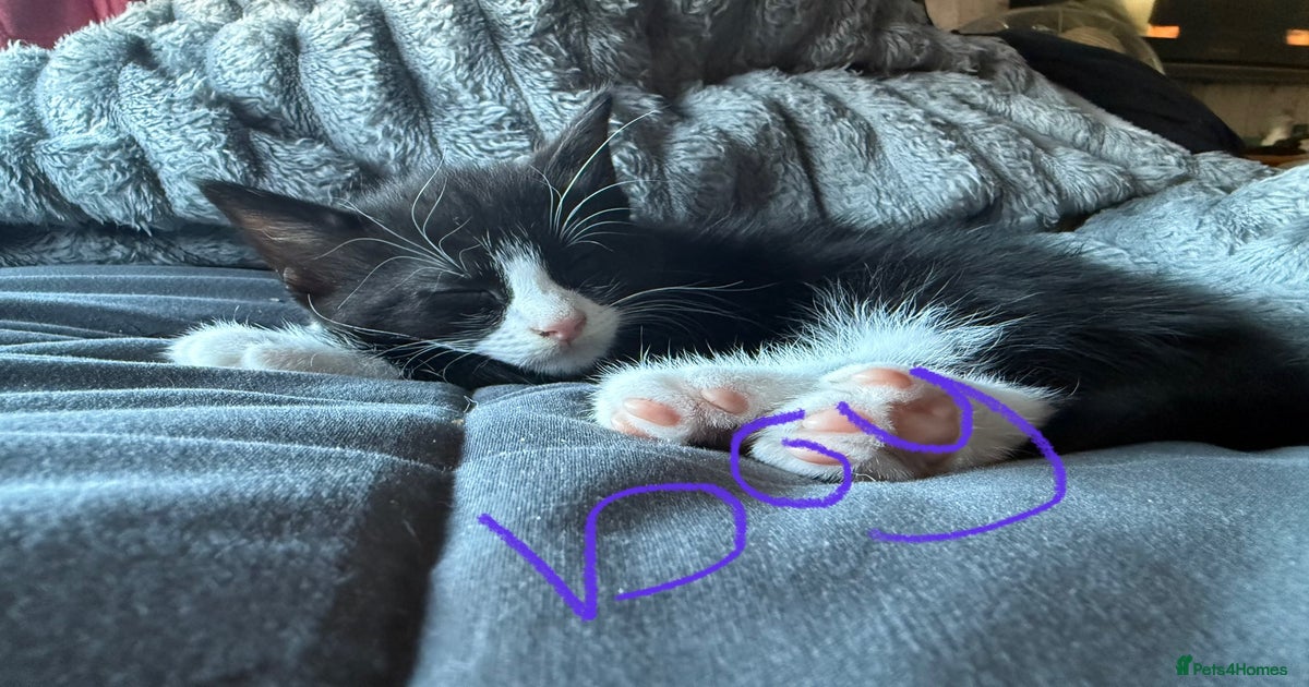 Kittens beautiful black and white kittens for sale in Winchester