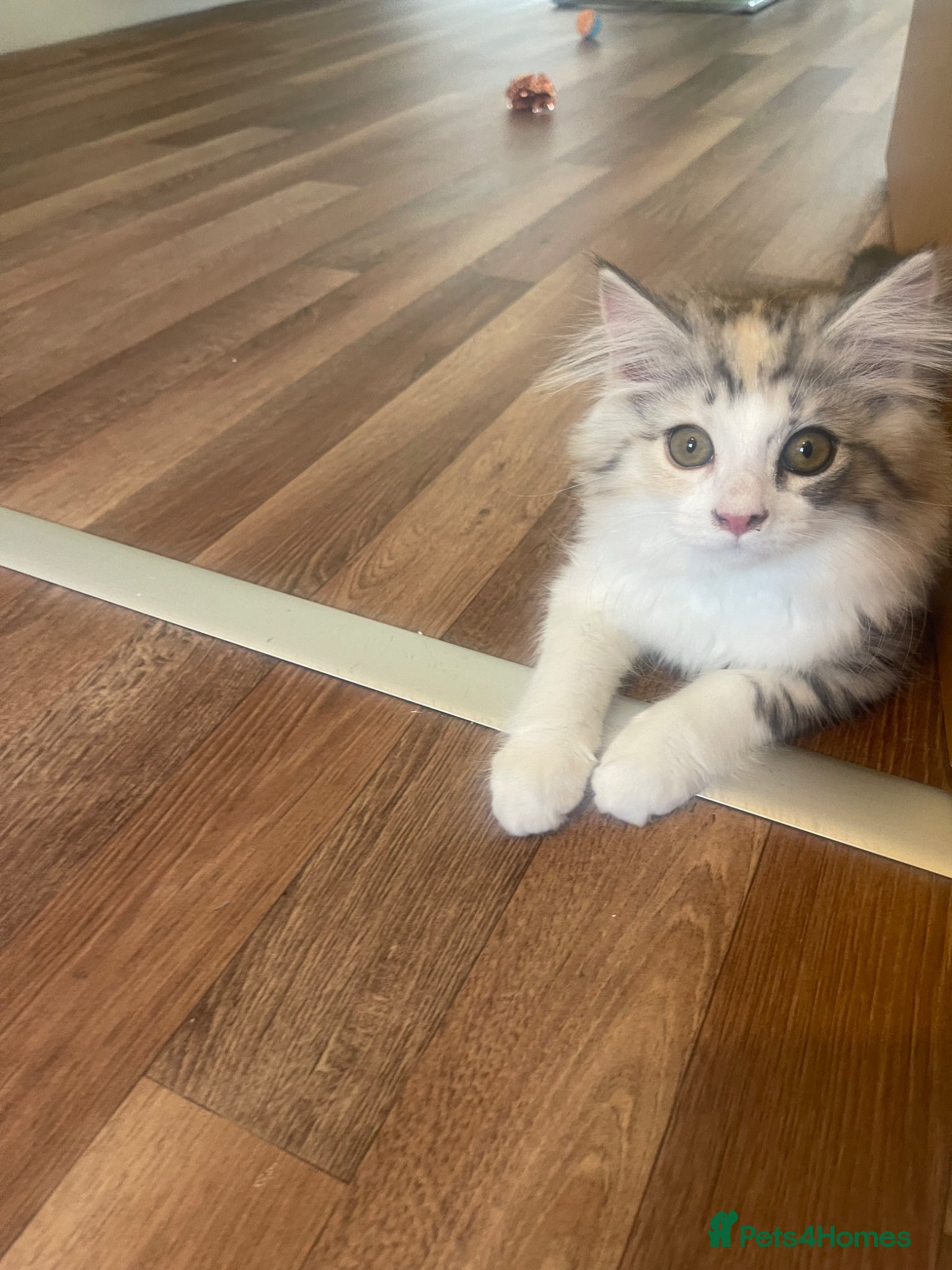 Mixed Breed cats Beautiful female kitten. MainecoonXPersianXRagdoll - Advert 4