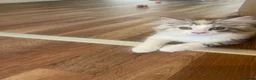 Mixed Breed cats for sale: Beautiful female kitten. MainecoonXPersianXRagdoll - Advert 1