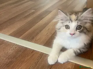 Mixed Breed cats Beautiful female kitten. MainecoonXPersianXRagdoll - Advert 1