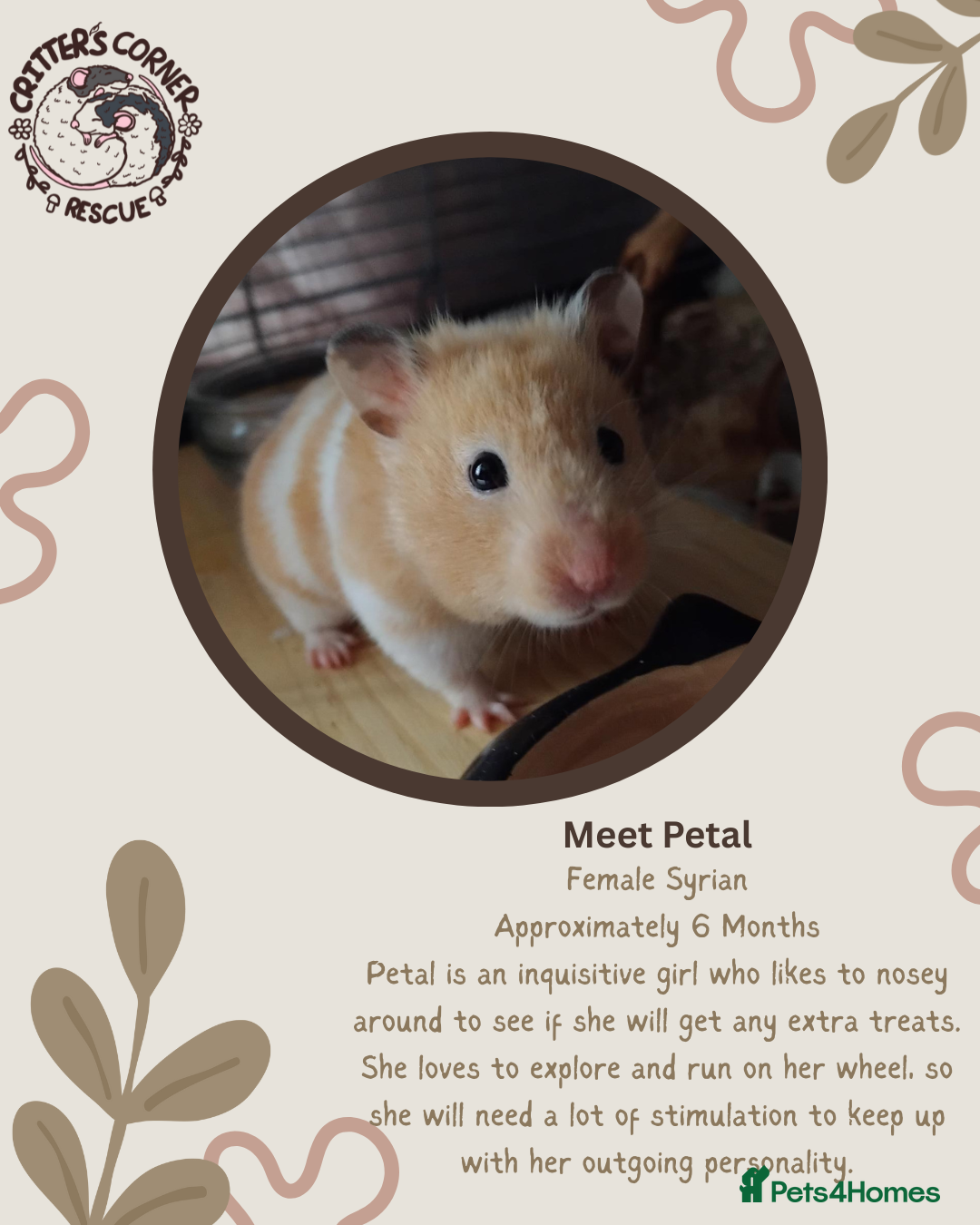 Hamster rodents 🐹 Female Syrian hamster available for adoption 🐹 - Advert 11