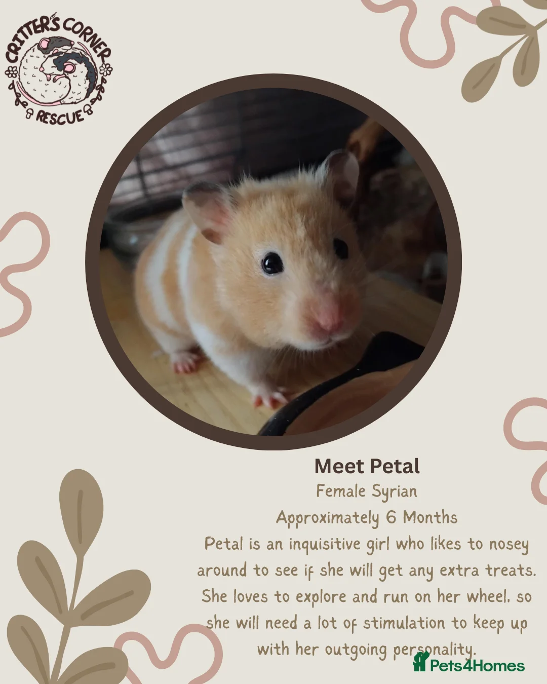Hamster rodents for sale: 🐹 Female Syrian hamster available for adoption 🐹 - Advert 1