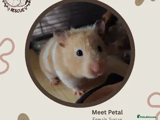 Hamster rodents 🐹 Female Syrian hamster available for adoption 🐹 - Advert 11