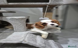Cavalier King Charles Spaniel dogs for sale: Fully vaccinated & ready for his forever home - Advert 1