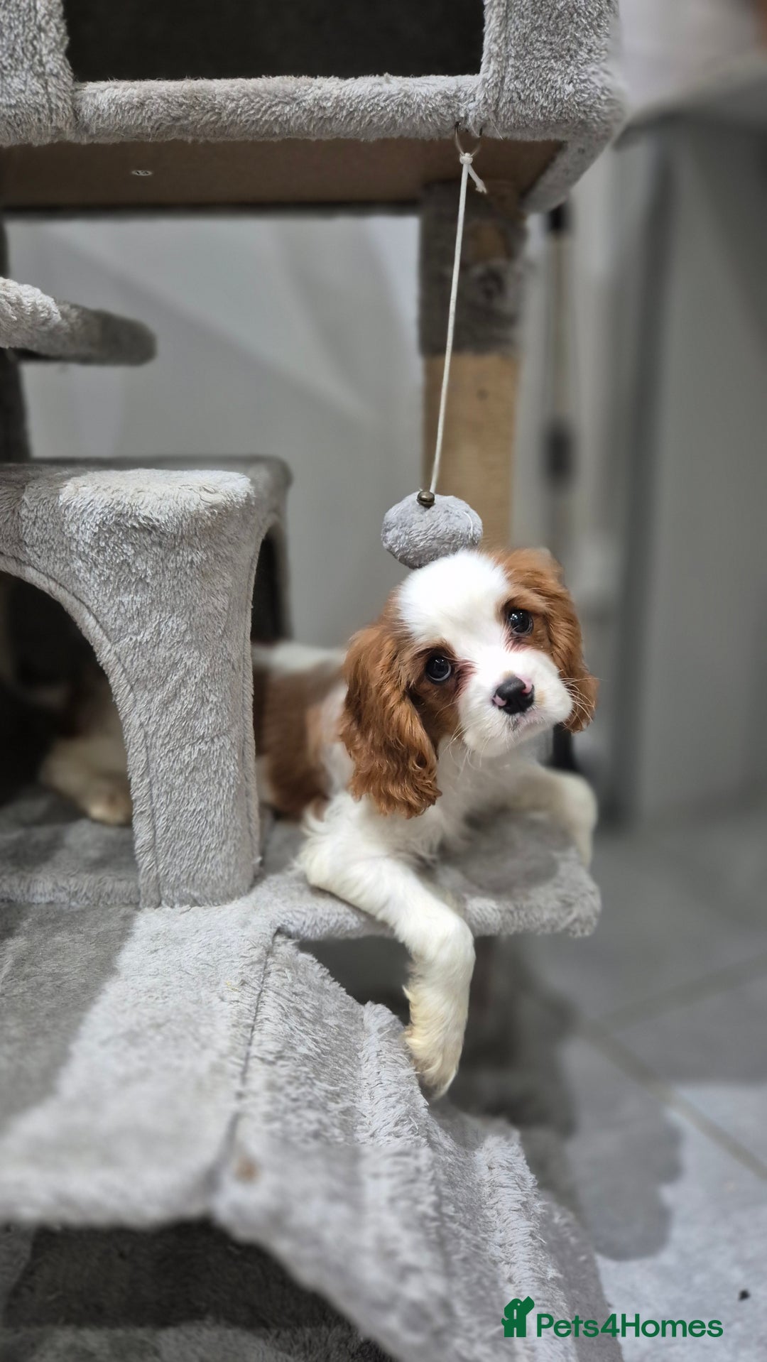 Cavalier King Charles Spaniel dogs for sale: Fully vaccinated & ready for his forever home - Advert 1