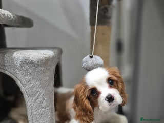 Cavalier King Charles Spaniel dogs Fully vaccinated & ready for his forever home - Advert 16