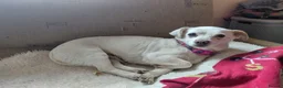 Mixed Breed dogs for adoption: 🐾💕 KARA – A Tiny Girl with an Enormous Heart💕🐾 - Advert 10
