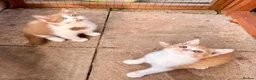Scottish Fold cats for sale: Scottish straight brothers READY NOW - Advert 9