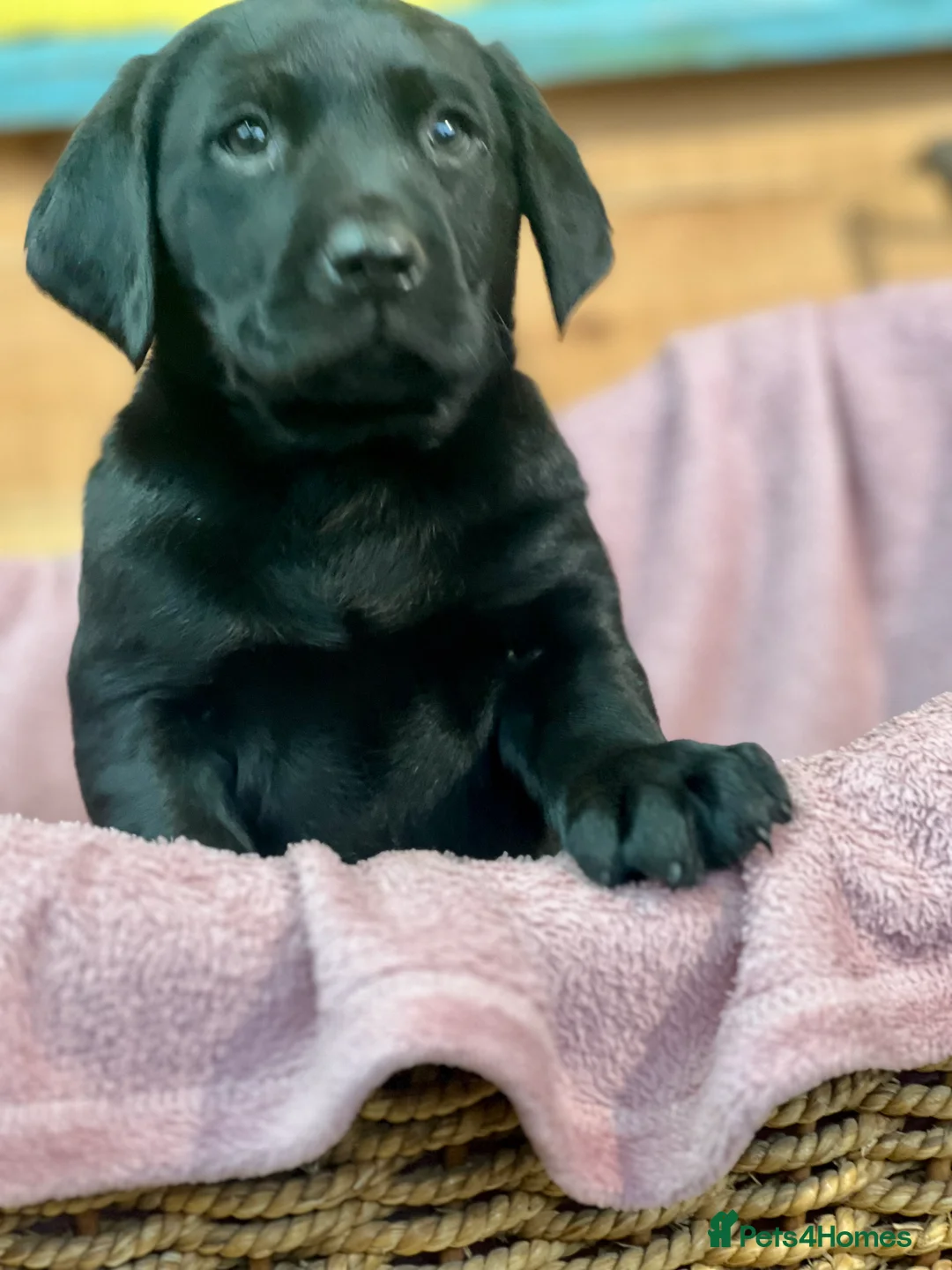 Labrador Retriever dogs for sale: KC Labrador Pups Chunky Traditional  Working - Advert 22