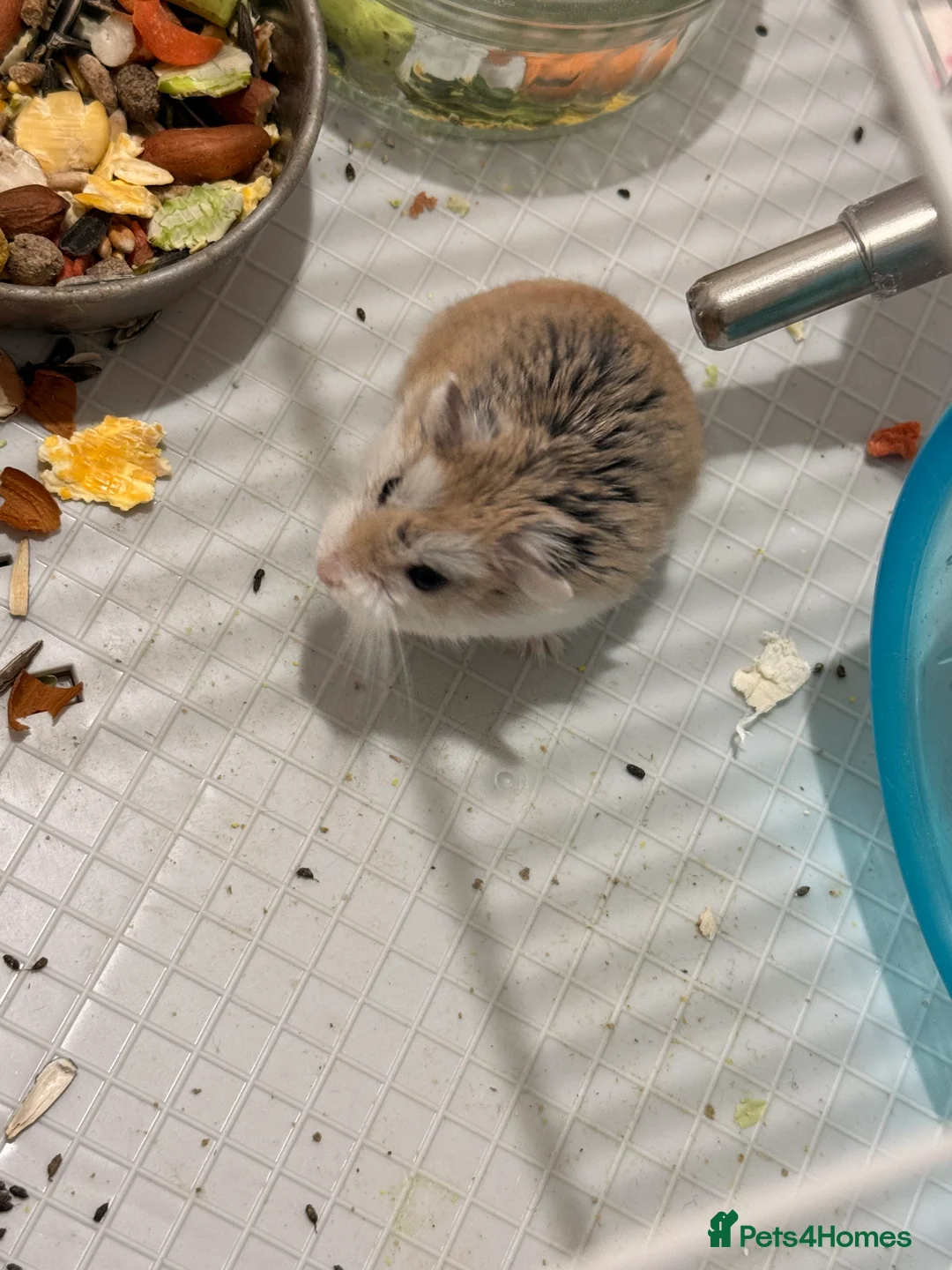 Hamster rodents for sale: Roborovski hamster  - Advert 1