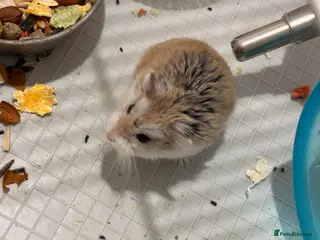 Hamster rodents Roborovski hamster - Advert 5