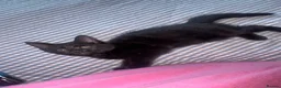 Mixed Breed cats for sale: 3 back and white kittens  - Advert 10