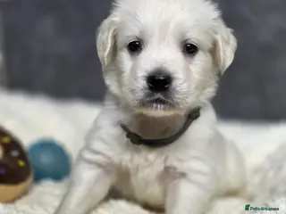 Golden Retriever dogs Beautiful kc golden retriever pups - Advert 6