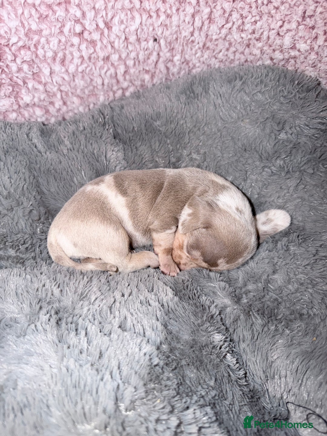 Miniature Dachshund dogs for sale: Stunning kc reg miniature dachshund puppies - Advert 5