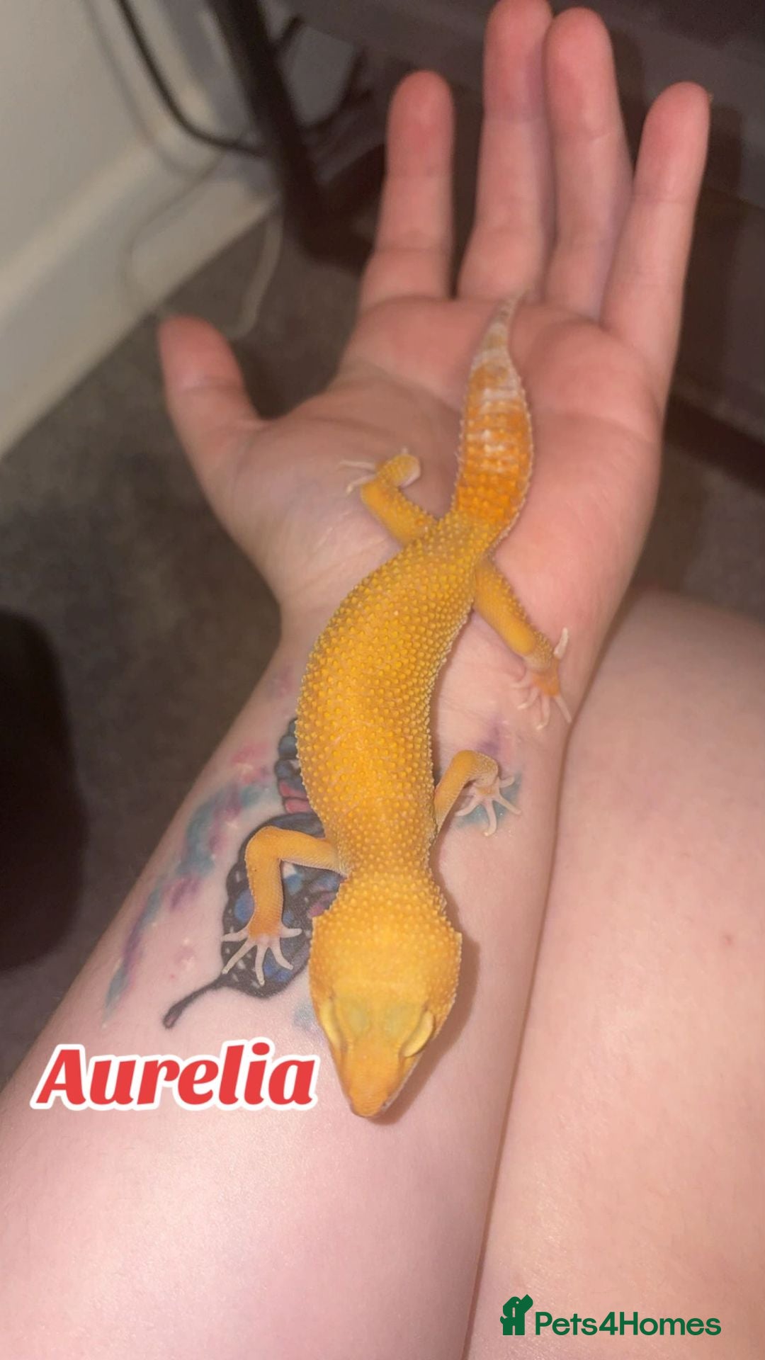 Leopard Gecko reptiles for sale: Leopard geckos with full setup - Image 2