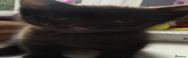 Mixed Breed Kitten 3
