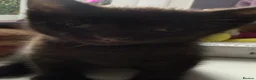 Mixed Breed cats for sale: Kittens looking for loving home  - Advert 4