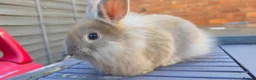 Lionhead rabbits for sale: Lion head male - Advert 1