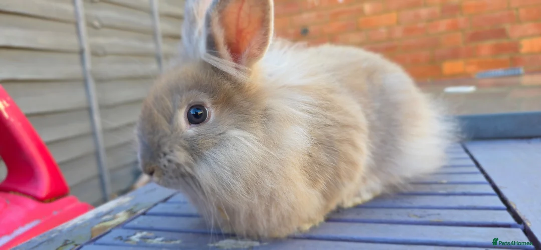 Lionhead rabbits for sale: Lion head male - Advert 1