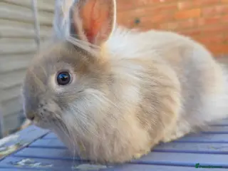 Lionhead rabbits Lion head male - Advert 2