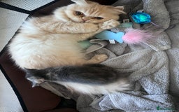 Persian cats for sale: Persian cross  - Image 9
