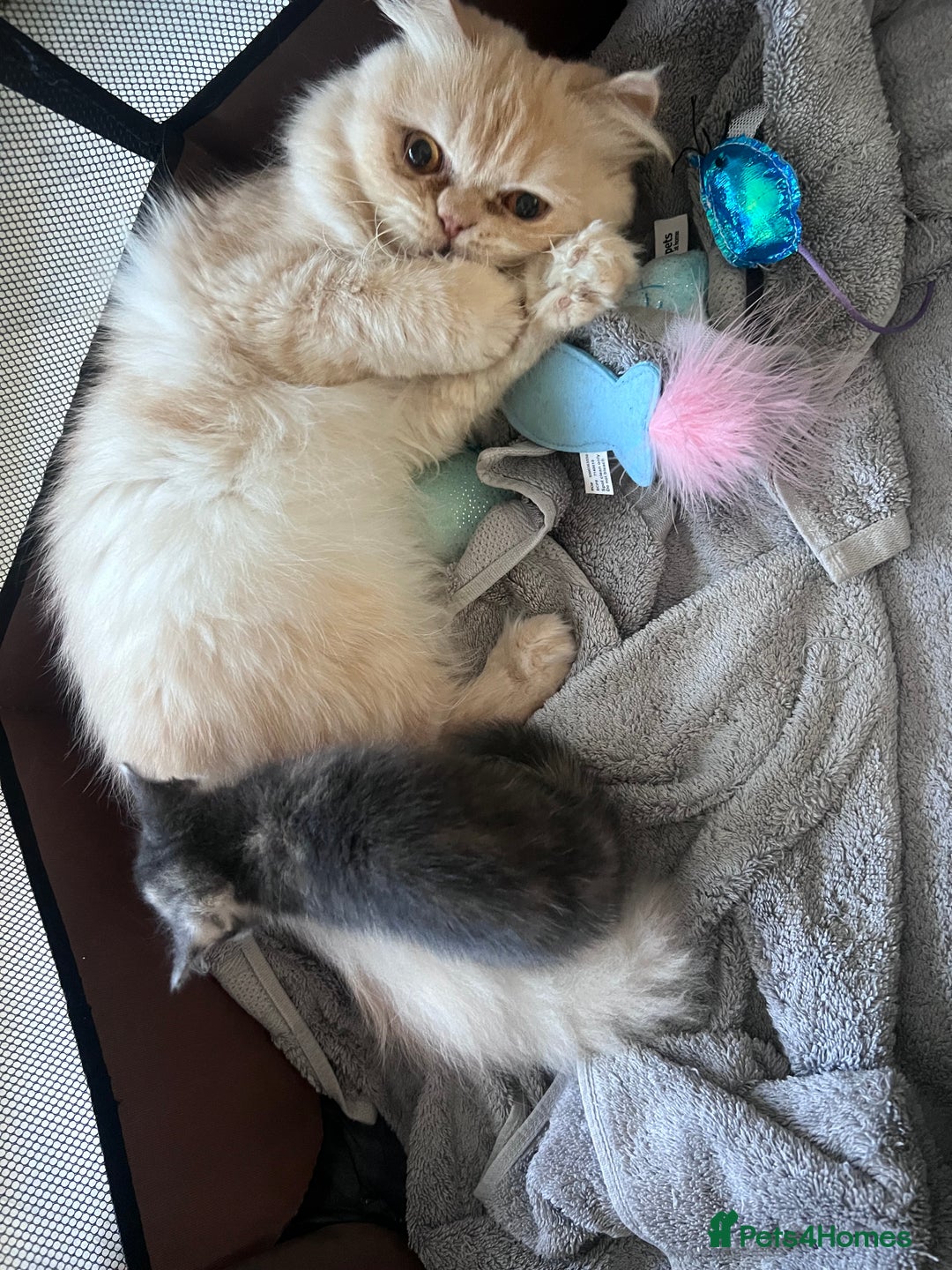Persian cats for sale: Persian cross  - Image 9