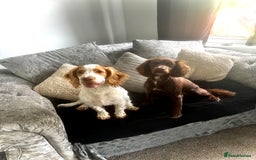 Sprocker dogs for sale: 7 month old sprocker spaniel  - Image 2