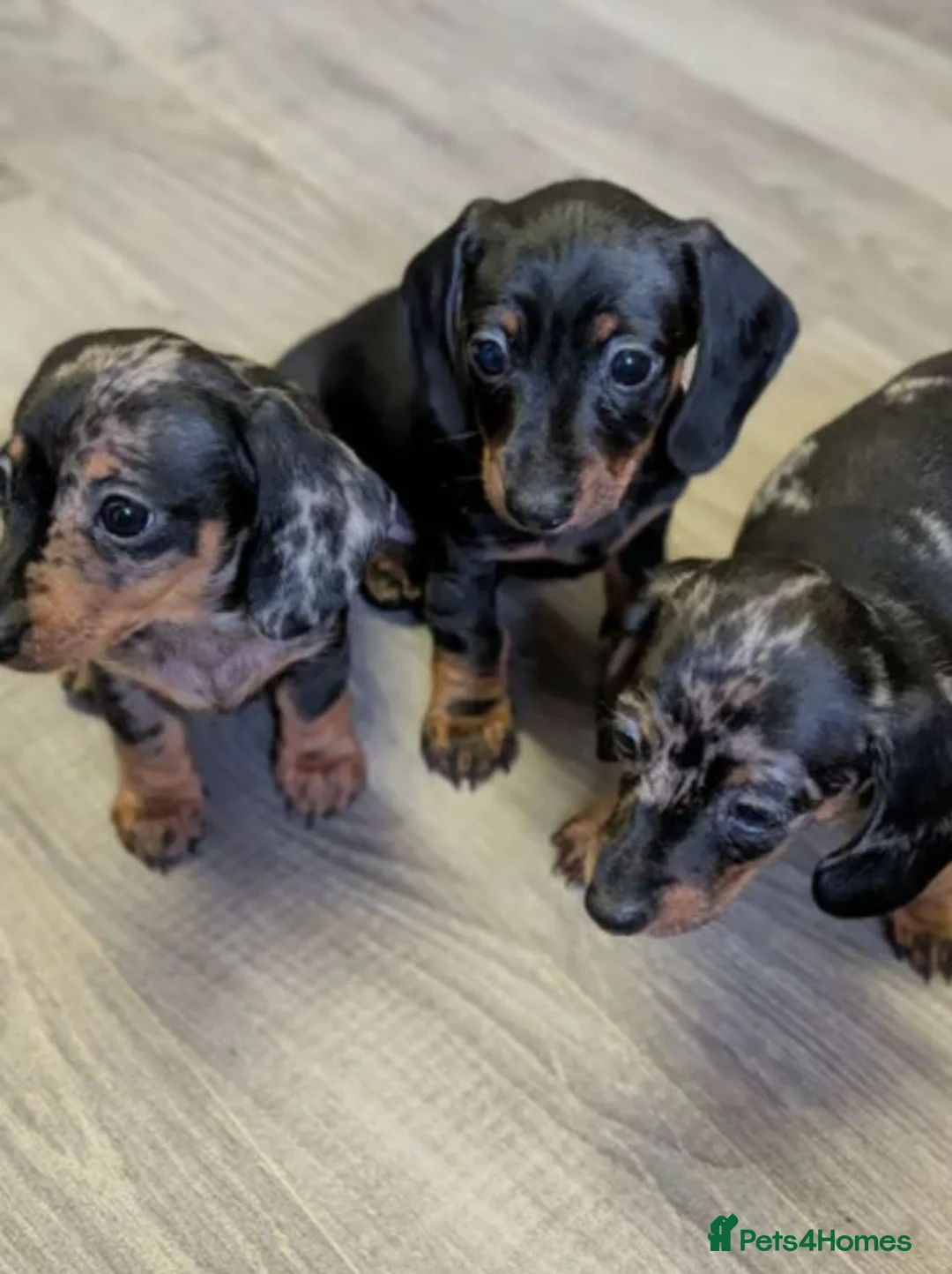 Miniature Dachshund dogs for sale: Miniature Dachshund litter of 3 puppies in Cardiff - Advert 1