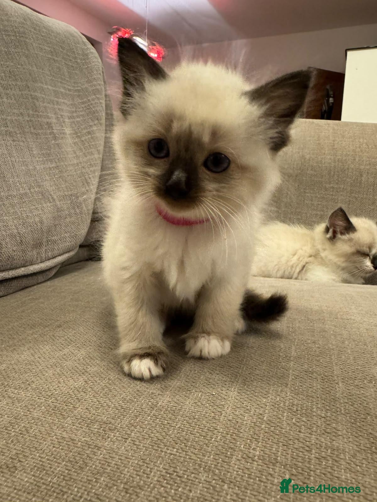 Ragdoll cats 5 Ragdoll kittens for sale. 6 weeks old.  - Advert 2
