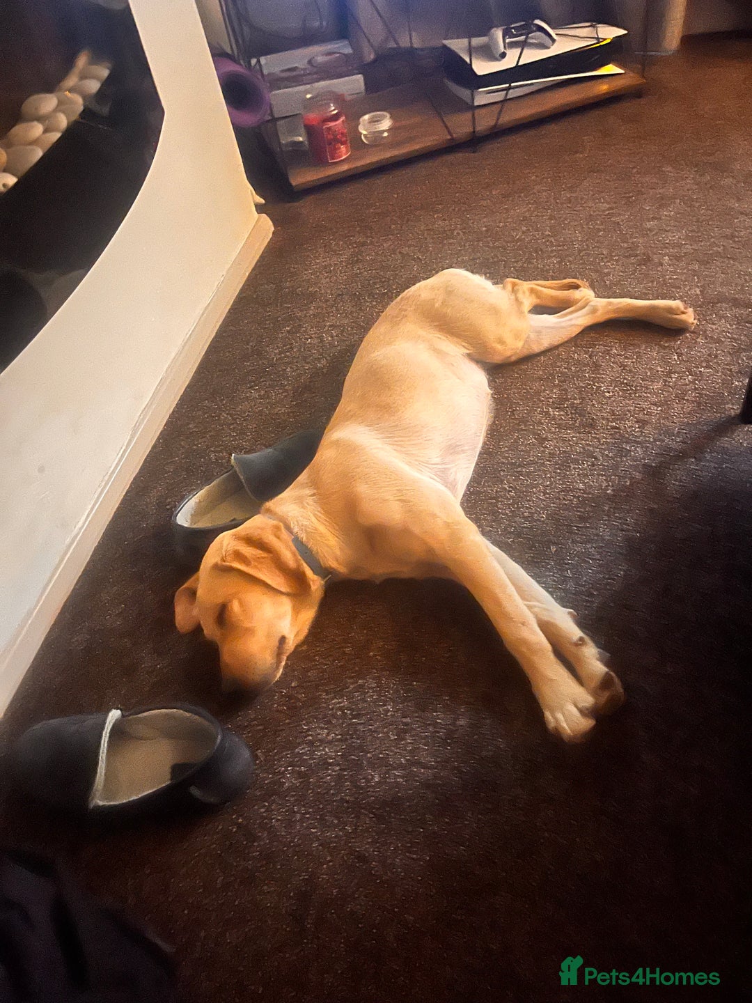 Labrador Retriever dogs for sale: Loving Labrador Daisy Seeking Forever Home - Advert 12