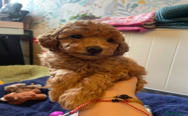 Toy Poodle dogs - Advert 1