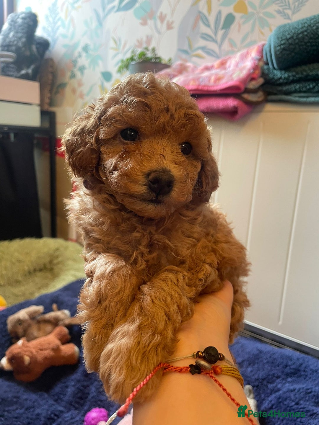 Toy Poodle dogs for sale: Tiny Red Toy Poodles Available now - Image 1