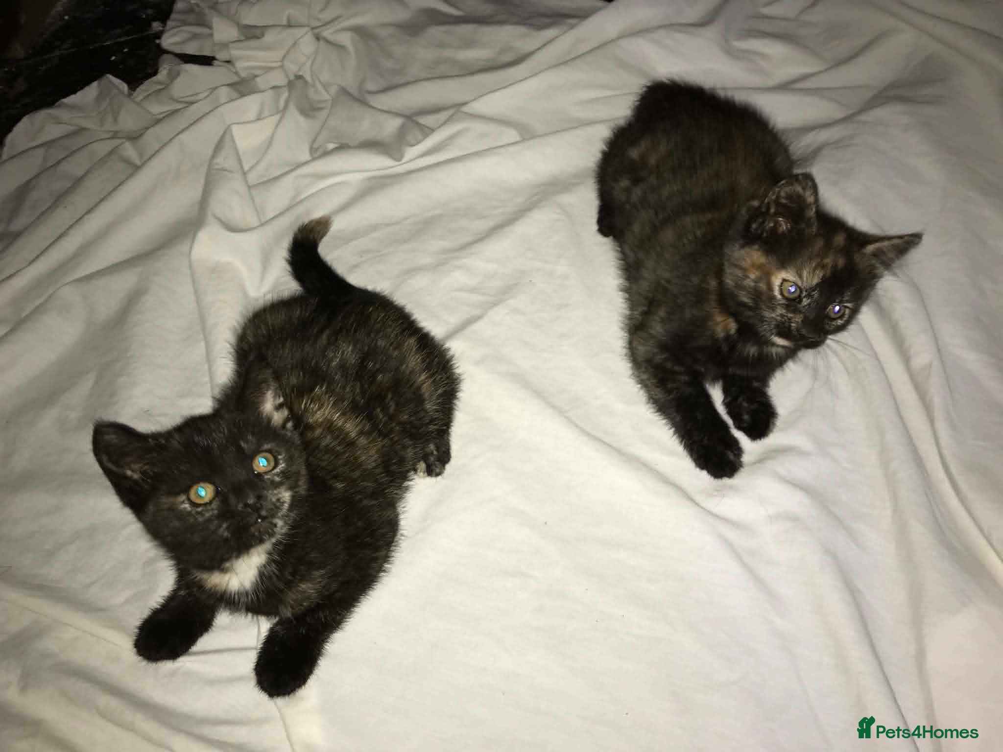 Domestic Shorthair cats Kittens For Their Next Journey - Advert 7