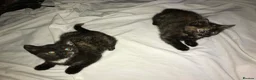 Domestic Shorthair cats for sale: Kittens For Their Next Journey - Advert 3