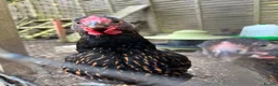 Mixed Breed livestock for sale: Gold laced Wyandotte roosters in Truro - Advert 2