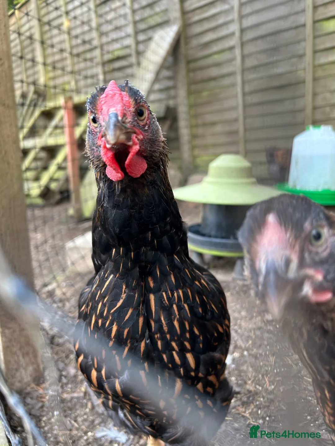 Mixed Breed livestock for sale: Gold laced Wyandotte roosters in Truro - Advert 2