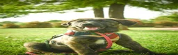 Mixed Breed dogs for adoption: Noodle - Advert 1