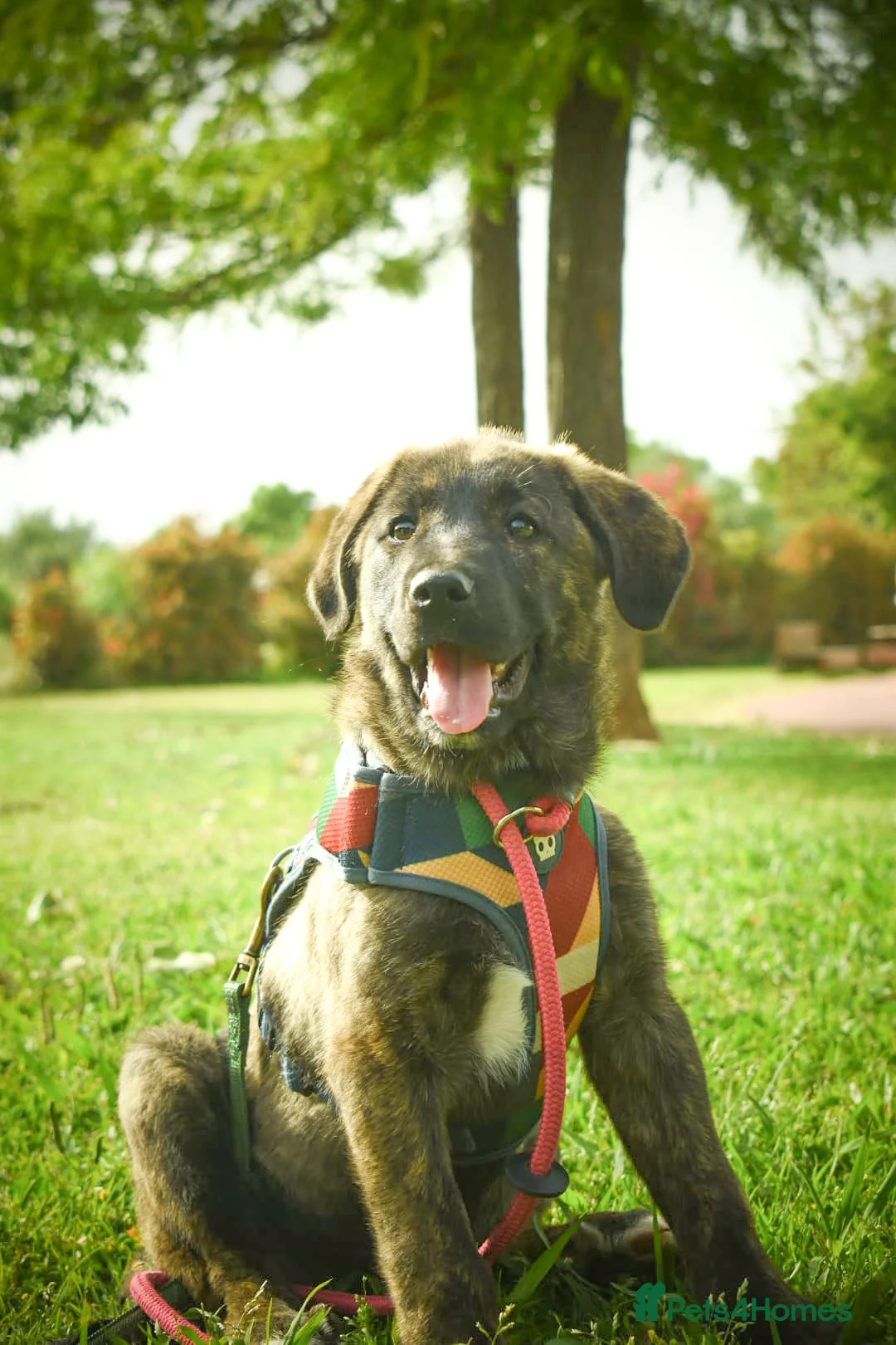 Mixed Breed dogs for adoption: Noodle - Advert 1