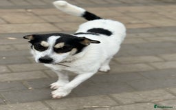 Mixed Breed dogs for adoption: Gorgeous Dylan needs a home! - Image 8