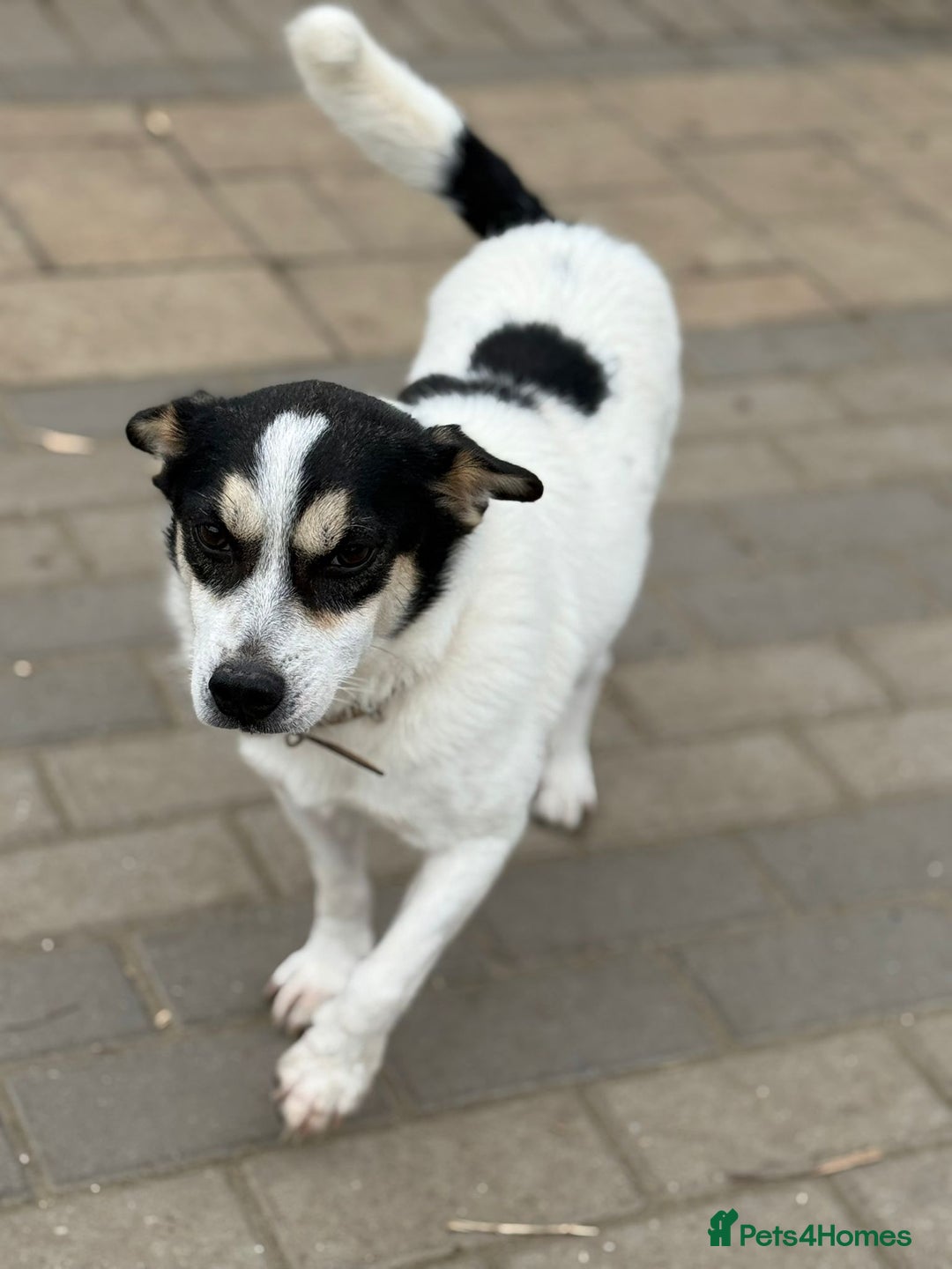 Mixed Breed dogs for adoption: Gorgeous Dylan needs a home! - Image 8