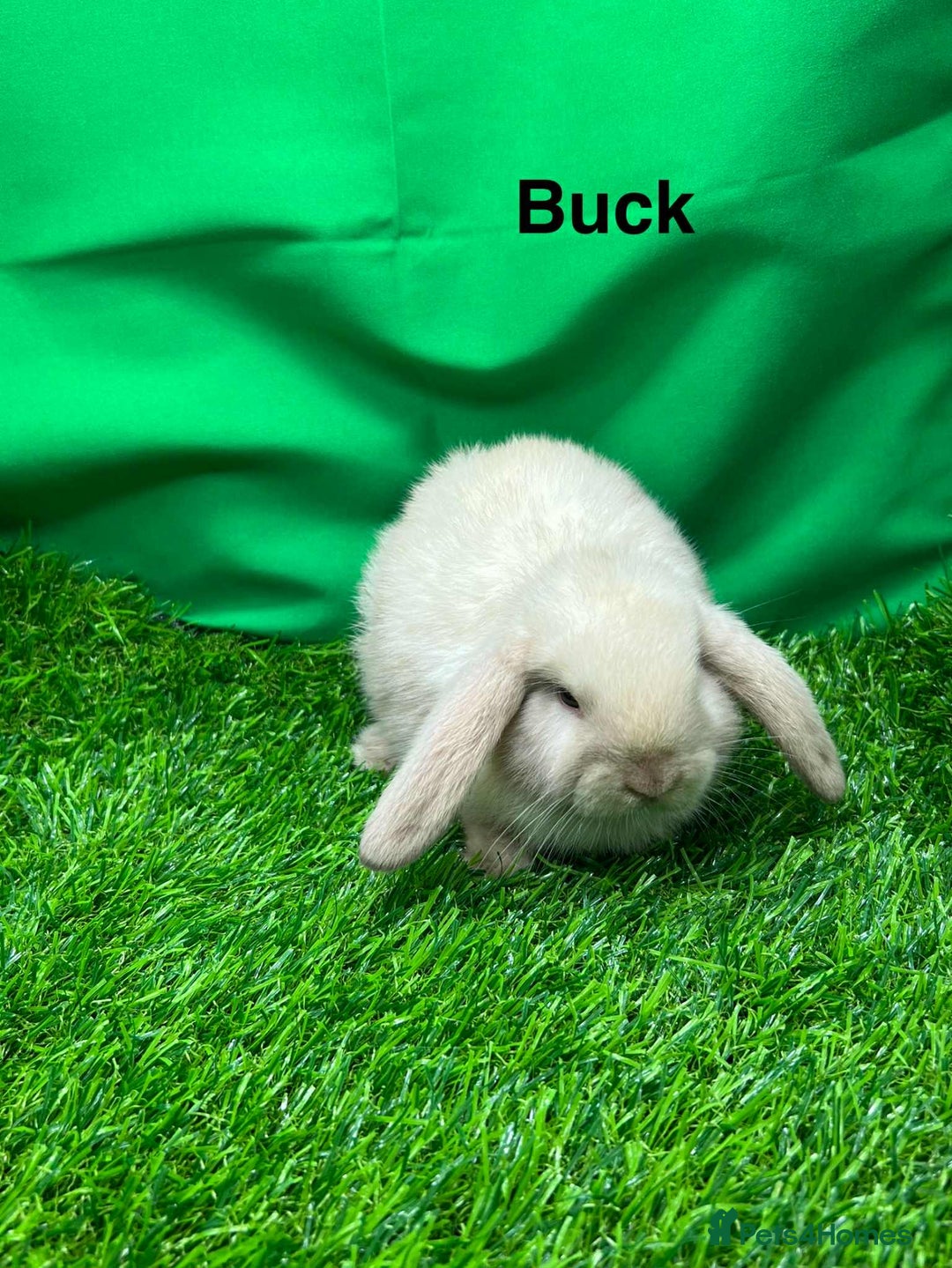 Mini Lop rabbits for sale: Beautiful baby mini lops for sale. Ready now - Image 5