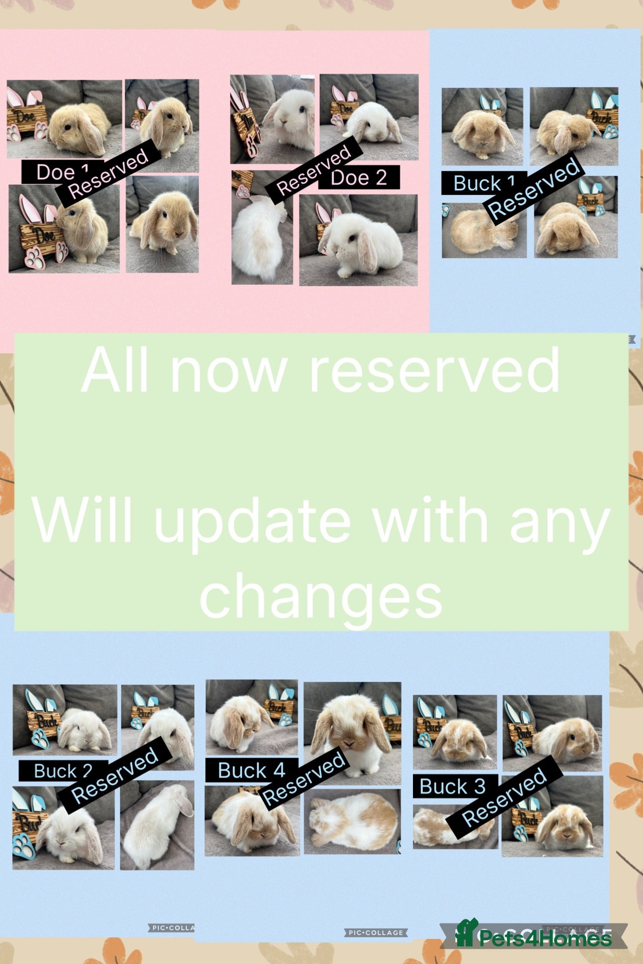 Mini Lop rabbits Beautiful Mini Lop babies For Sale - Advert 2