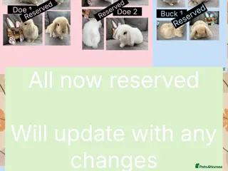 Mini Lop rabbits Beautiful Mini Lop babies For Sale - Advert 2