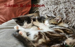 Mixed Breed cats for sale: Three kittens ready today!  - Image 5